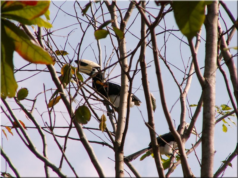 bird_hornbill1.JPG