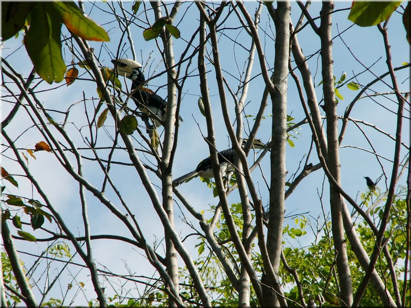 bird_hornbill2.JPG