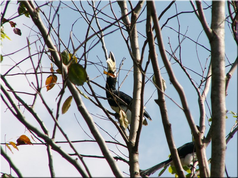 bird_hornbill3.JPG