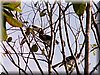bird_hornbill1.JPG