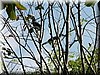 bird_hornbill2.JPG