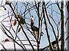 bird_hornbill3.JPG